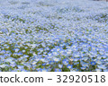 Nemophila 32920518