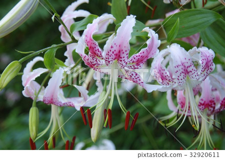 Yuri Kappa (lily canopy) Yuri Kappa (lily canopy) 32920611