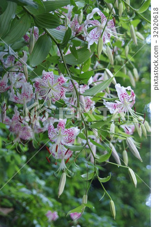 Kanoko百合盛開 Kanoko百合盛開 32920618