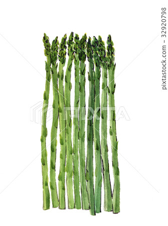 綠蘆筍 32920798