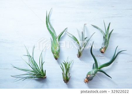 Tirantia Air plants houseplant 32922022