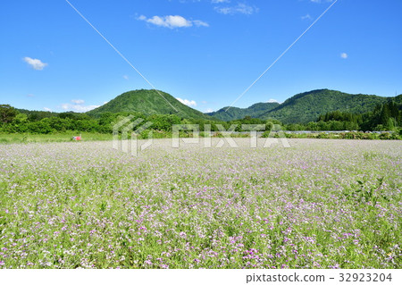Asagi radish (Fukushima Prefecture) 32923204