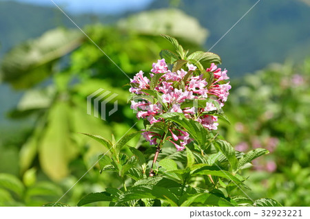 Taniutsugi (image) 32923221