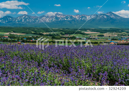 Meadow sage field in Kamifurano, Hokkaido, Japan Meadow sage field in Kamifurano, Hokkaido, Japan 32924209