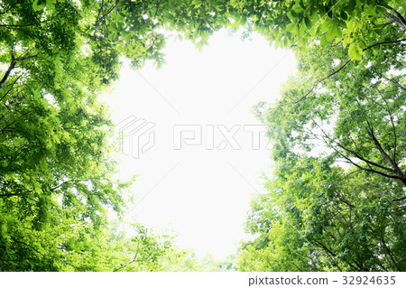 新鮮的綠色框架縣立森林茨城縣Naka市 32924635