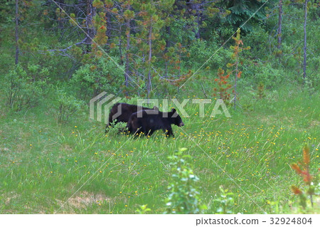 野熊,黑熊,加拿大落基山脈,賈斯珀國家公園 野熊,黑熊,加拿大落基山脈,賈斯珀國家公園 32924804