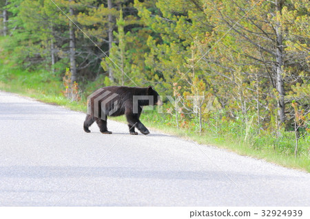 野熊，黑熊，加拿大落基山脈，賈斯珀國家公園 32924939