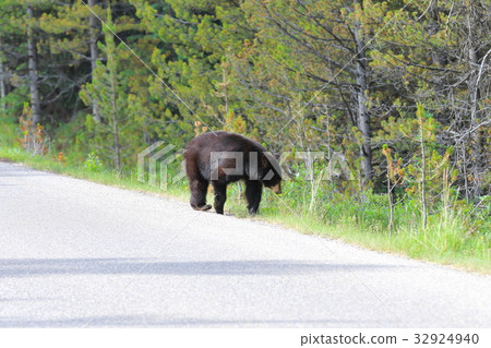Wild Bear, Black Bear, Canadian Rockies, Jasper National Park 32924940