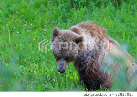 野熊/灰熊/灰熊/加拿大落基山脈/賈斯珀國家公園 野熊/灰熊/灰熊/加拿大落基山脈/賈斯珀國家公園 32925033