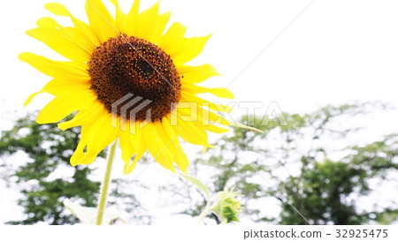 sunflower	 32925475