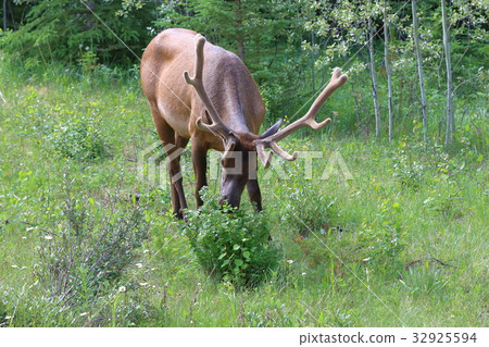 Canadian Rockies Wildlife, Deer, Elk, American Red Deer 32925594