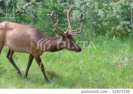 加拿大落基山脈野生動物，鹿，麋鹿，美國紅鹿 32925596