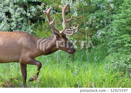 Canadian Rockies Wildlife, Deer, Elk, American Red Deer 32925597