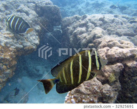 Hawaii coral reef and fish 32925691