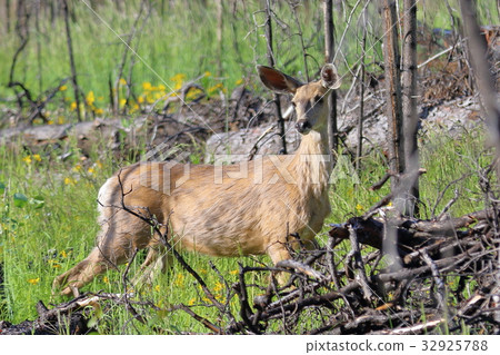 Canadian Rockies wildlife and deer 32925788