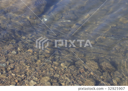 A flock of smelters (Lake Kawaguchi) A flock of smelters (Lake Kawaguchi) 32925907