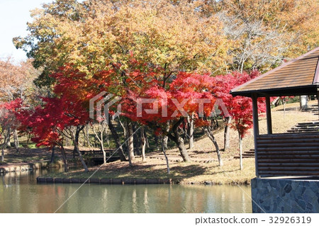 北山公園秋葉 北山公園秋葉 32926319