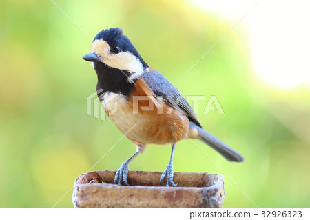 野豬野生鳥類冬季羽毛 32926323