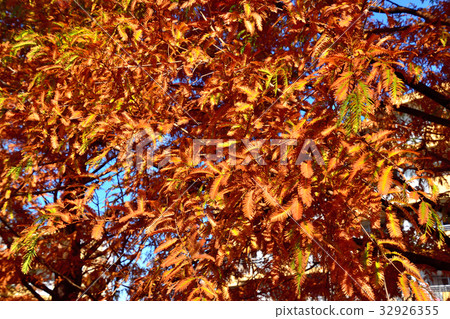 Autumn leaves of Metasequoia 32926355