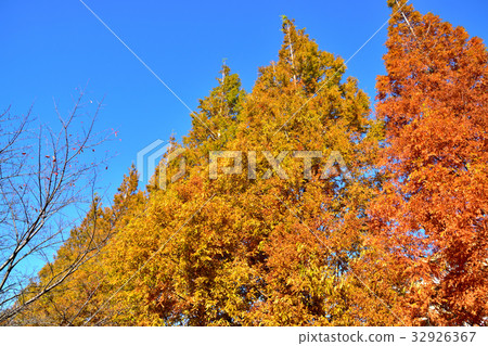 水杉秋葉 32926367
