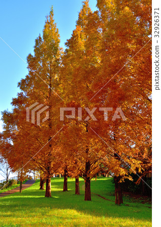 Autumn leaves of Metasequoia 32926371