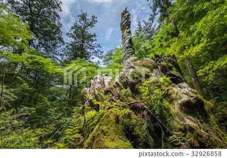 Hagisugi / Yakushima National Park 32926858
