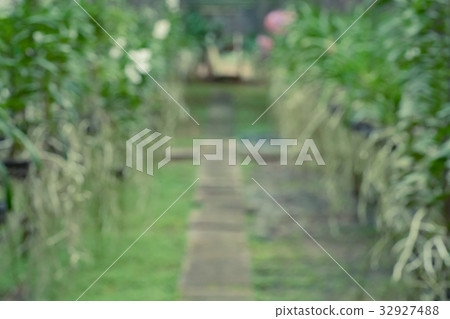 Blurred pathway in orchid farm 32927488
