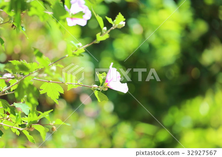 Mukugawa no Hana 32927567