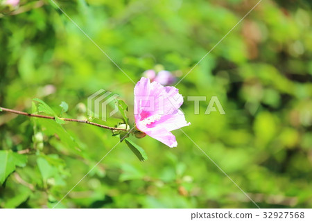 Mukugawa no Hana Mukugawa no Hana 32927568