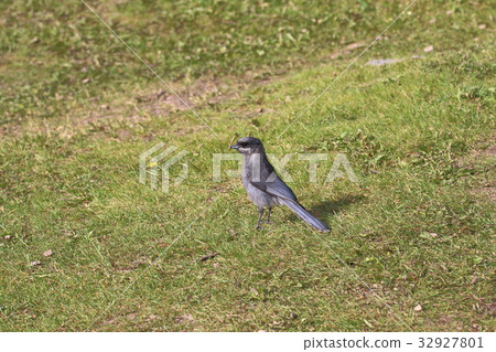 Canadian rockies, wild birds, grey jay Canadian rockies, wild birds, grey jay 32927801