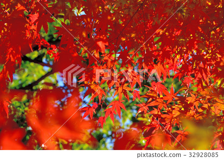 Momiji who turned red in leaves 32928085