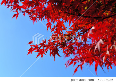 Momiji who turned red in leaves 32928086