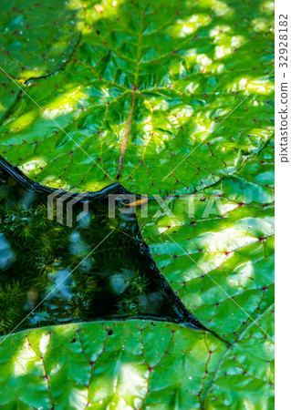 Overbass Kiren leaf 32928182