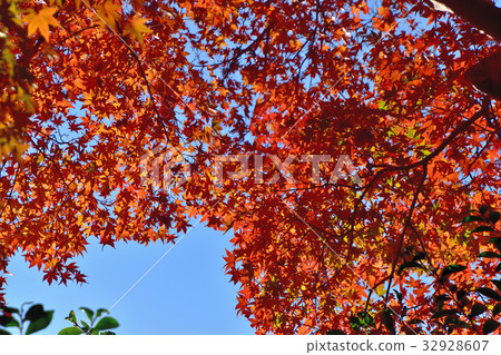 在葉子變紅的Momiji 32928607