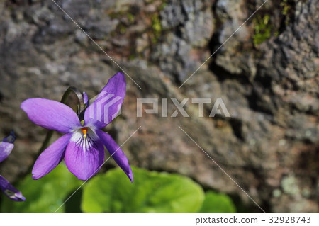Flower of an odor violet 32928743