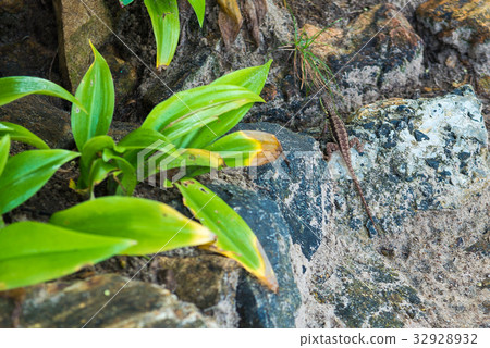 Gray lizard beautiful animal in the nature Gray lizard beautiful animal in the nature 32928932