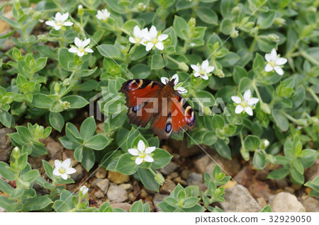 Peacock butterfly Peacock butterfly 32929050