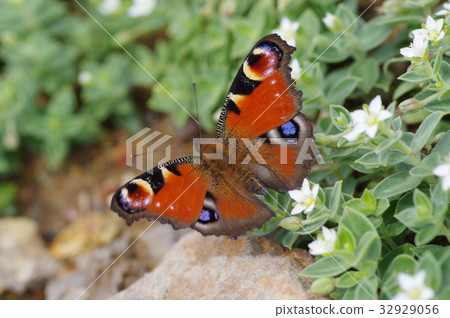 Peacock butterfly 32929056