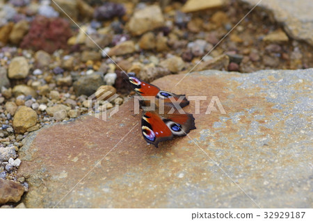 Peacock butterfly 32929187
