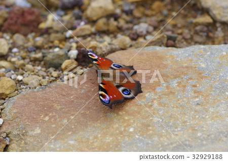 Peacock butterfly 32929188