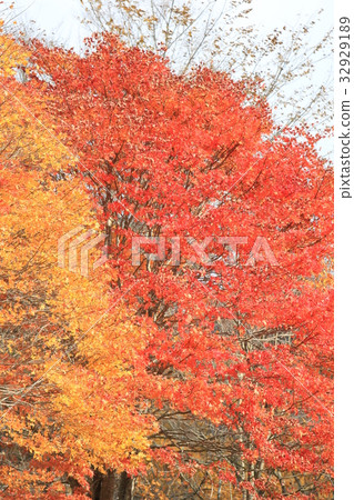 Fall leaves & yellow leaves co-starring 32929189