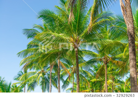 Coconut palm tree plantation from bottom floor 32929263
