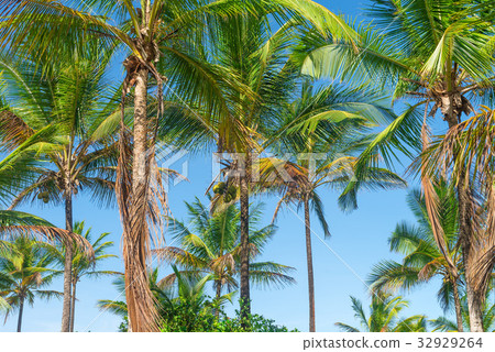 Coconut palm tree plantation view bottom floor 32929264