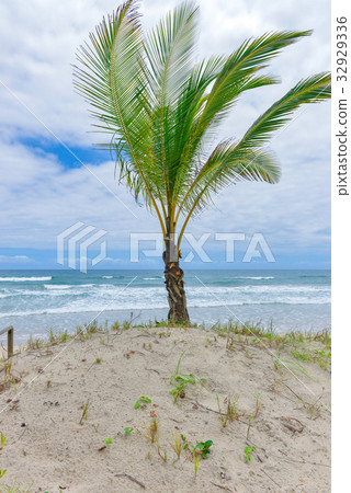 Spectacular and paradise beach at the Itacare Spectacular and paradise beach at the Itacare 32929336