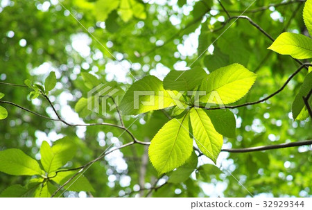 綠色葉子的圖像 32929344