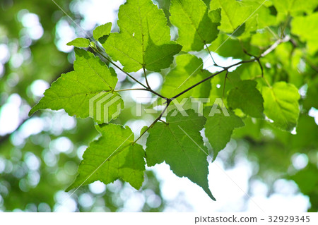 Image of green leaves 32929345