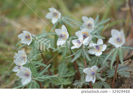 Setsubunsou 32929488