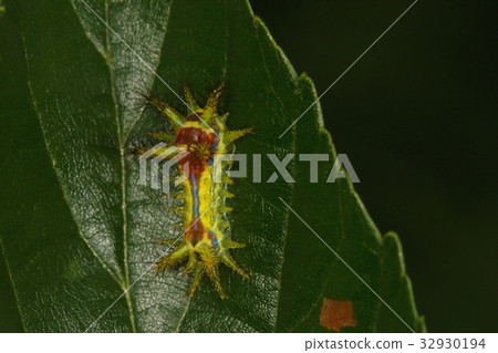 生物昆蟲它似乎在各種樹木中繁殖，但它似乎吃榿木 32930194