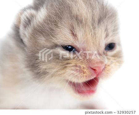 Newborn kitten on white background Newborn kitten on white background 32930257