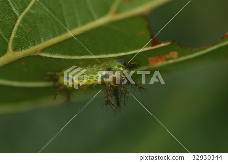 Creatures insects I feel intense pain when I touch it. Be careful because you are often in the back 32930344